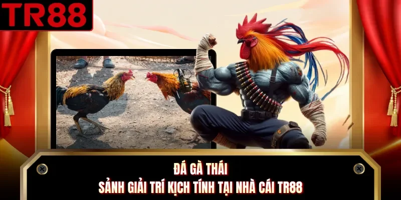 Đá Gà Thái - Sảnh Giải Trí Kịch Tính Tại Nhà Cái TR88