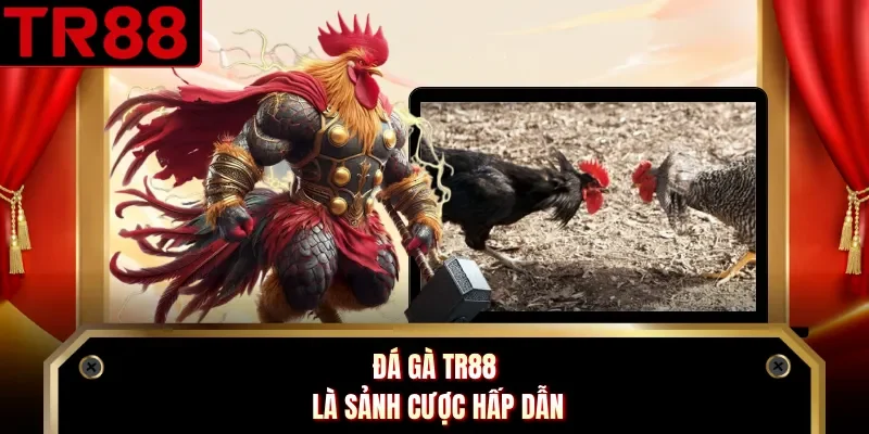 Đá gà TR88 là sảnh cược hấp dẫn