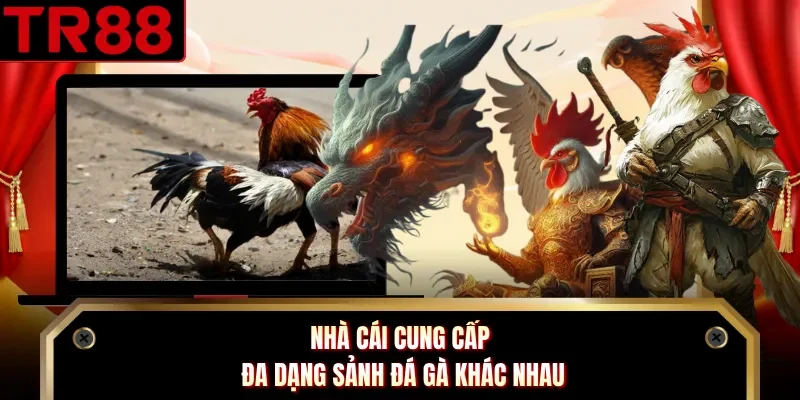 Nhà cái cung cấp đa dạng sảnh đá gà khác nhau