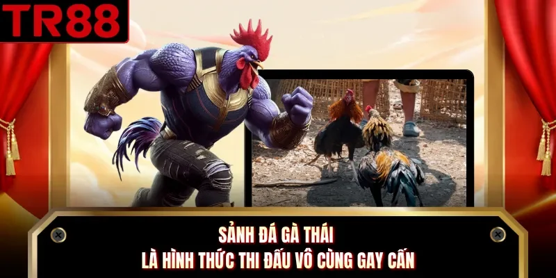 Sảnh đá gà Thái là hình thức thi đấu vô cùng gay cấn